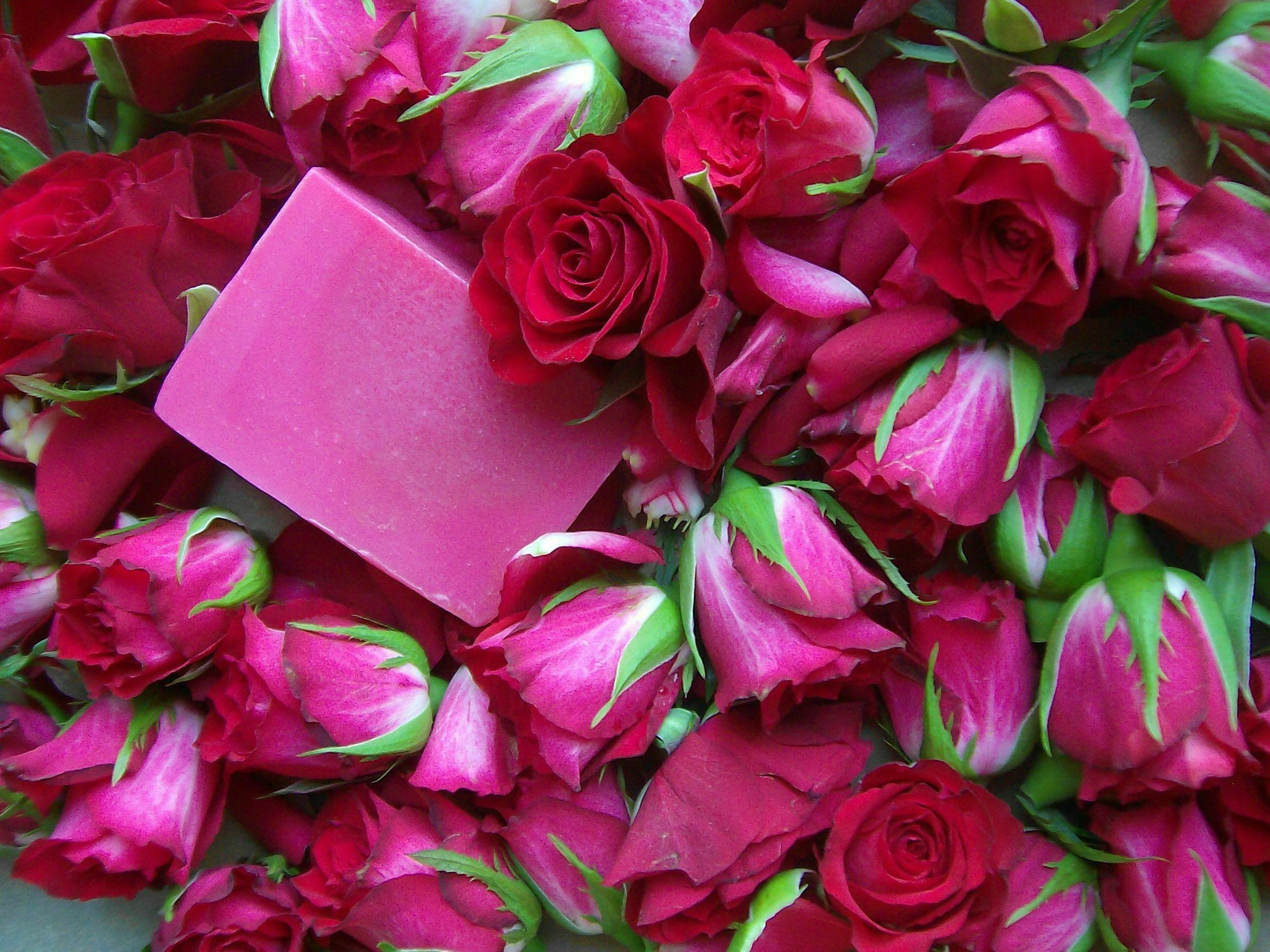 Rosenseife im Rosenbett, Foto: Gabi Sußdorf, Lizenz: Gabis Seifenmanufaktur