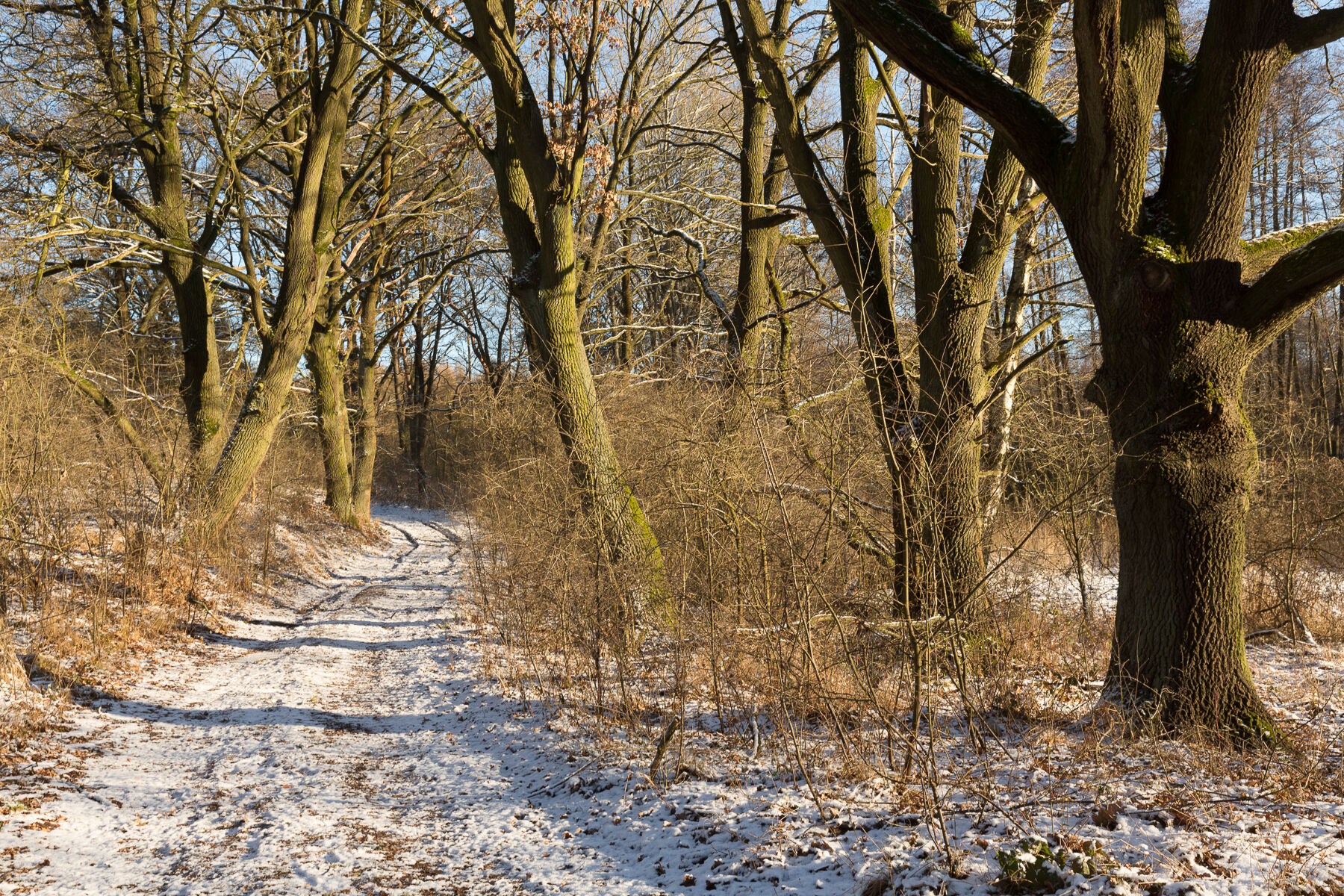NSG Planetal im Winter, Foto: Steffen Bohl, Lizenz: Steffen Bohl