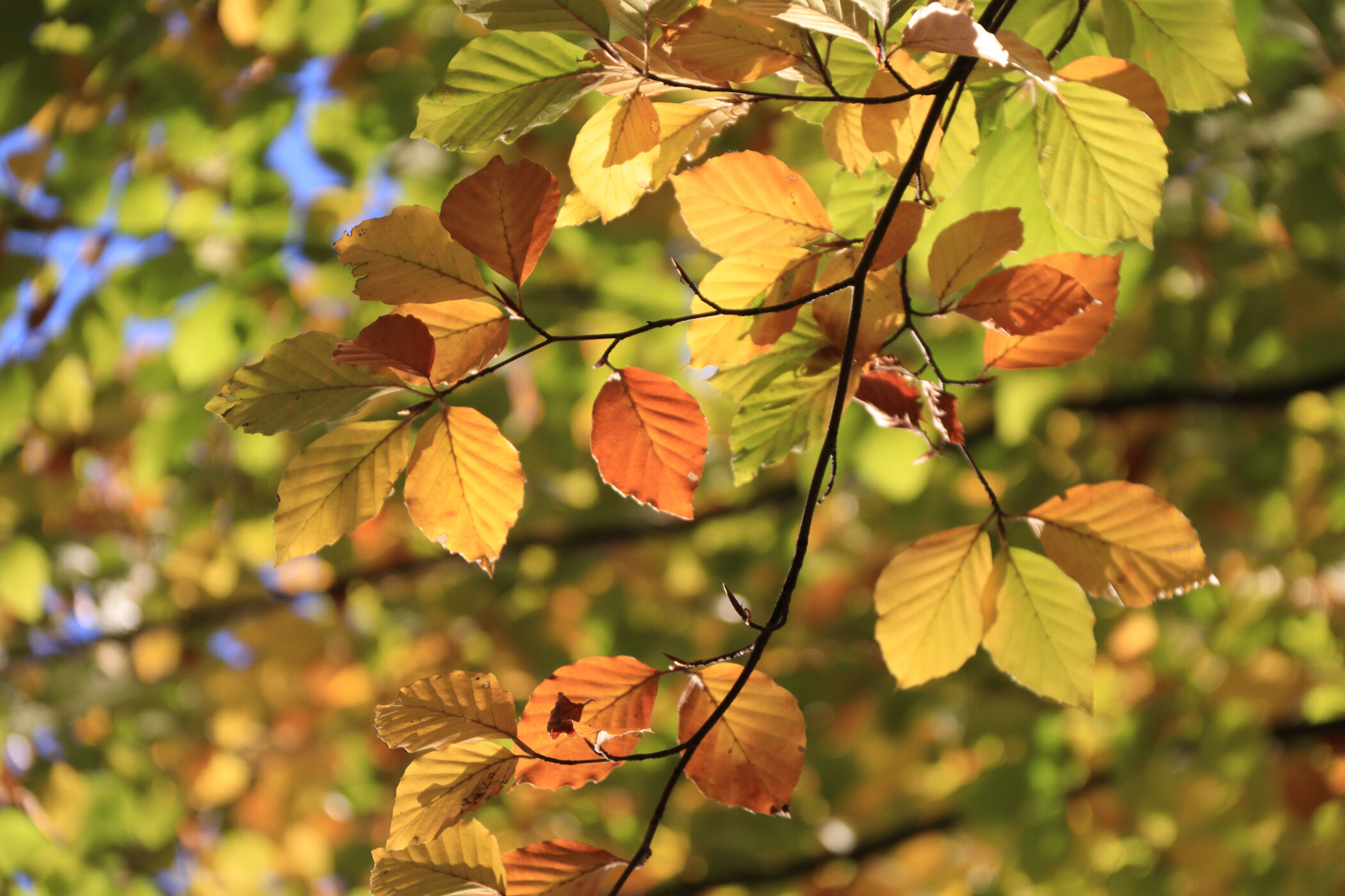 Buntes Herbstlaub, Foto: Bansen-Wittig