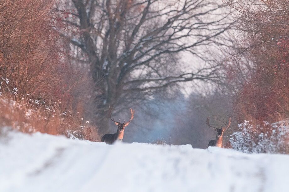 Wild im Winter , Foto: Steffen Bohl, Lizenz: Steffen Bohl