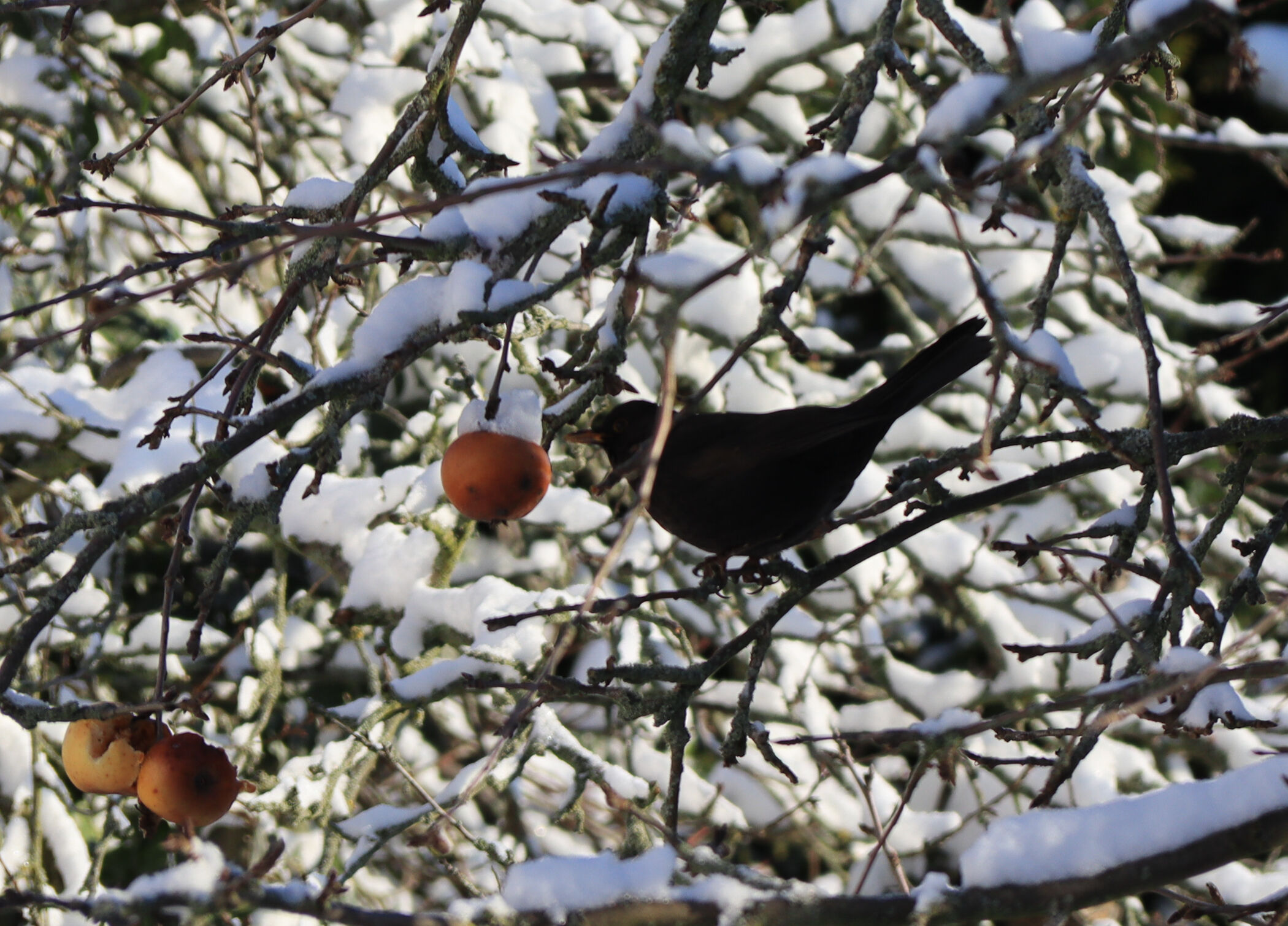 Amsel auf Futtersuche, Foto: Bansen-Wittig