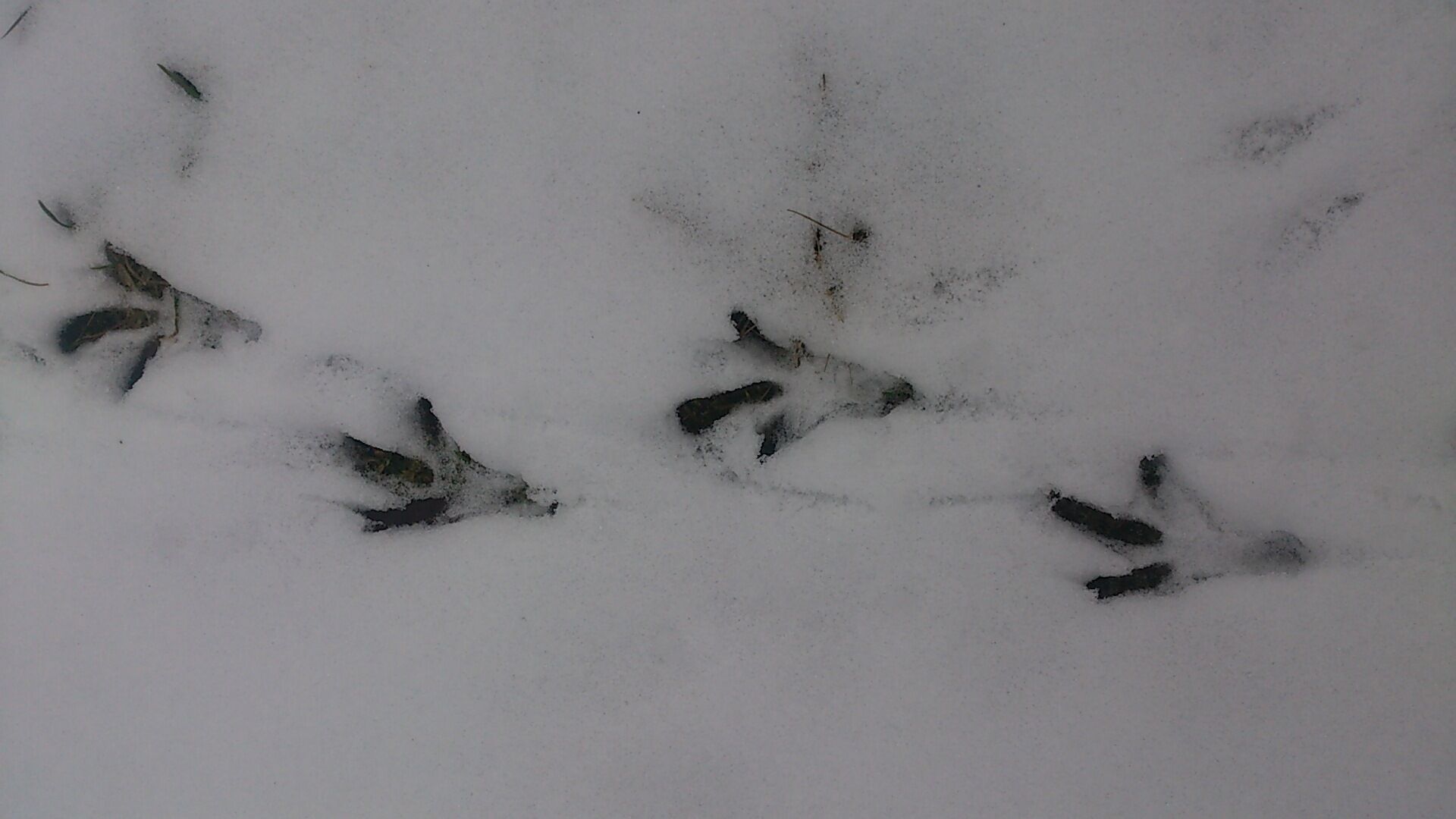 Vogelfährte, Foto: Mirjam Rederlechner, Lizenz: NaturSchutzFonds Brandenburg