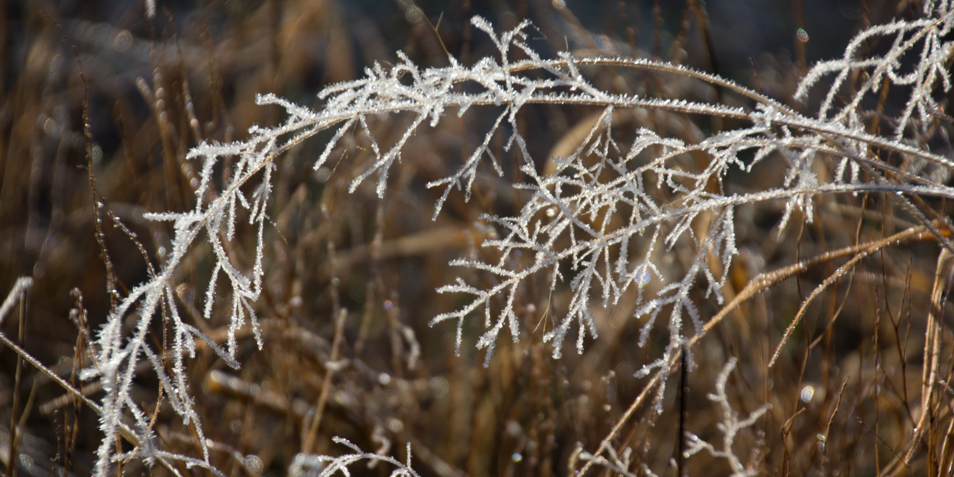 Weiß bereifte Gräser