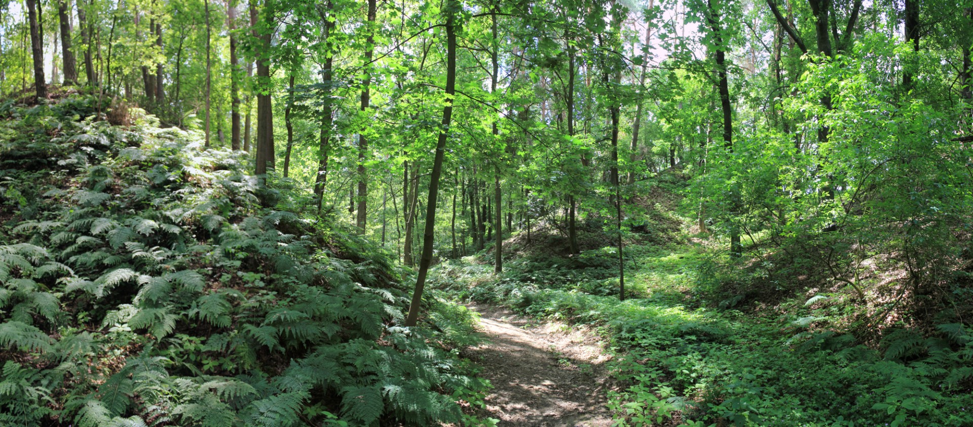 Blick in ein mit Bäumen bestandenes Tal, im Fläming Rummel genannt