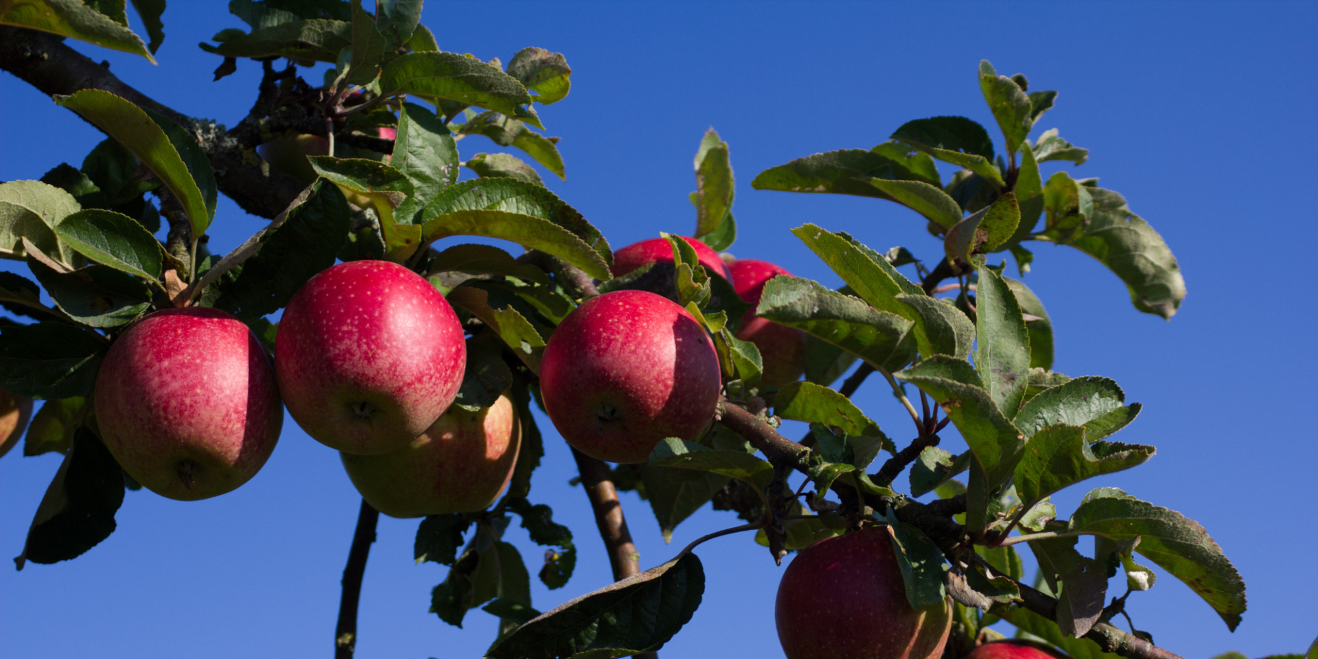Äpfel am Baum