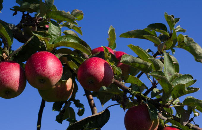 Äpfel am Baum