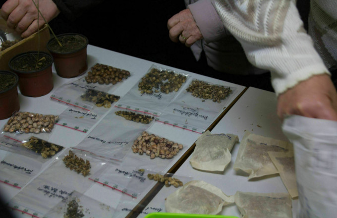 Samentausch,, Foto: Bansen/Wittig, Lizenz: Bansen/Wittig