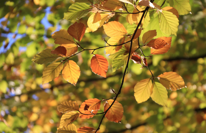 Buntes Herbstlaub, Foto: Bansen-Wittig