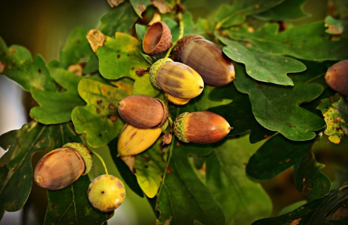 Eicheln, Foto: (c) MabelAmber auf Pixabay, Lizenz: (c) MabelAmber auf Pixabay