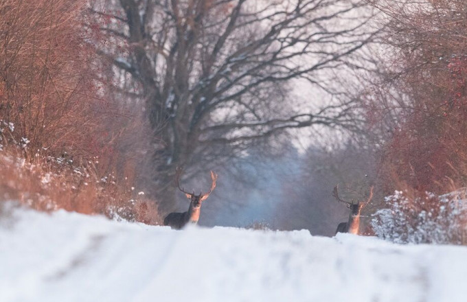 Wild im Winter , Foto: Steffen Bohl, Lizenz: Steffen Bohl