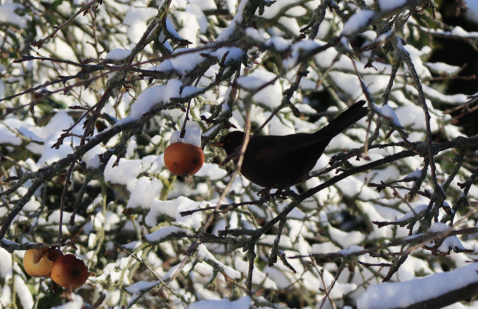Amsel auf Futtersuche, Foto: Bansen-Wittig