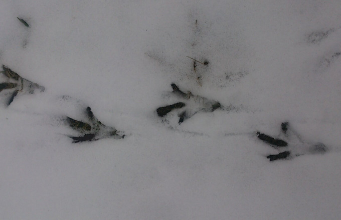 Vogelfährte, Foto: Mirjam Rederlechner, Lizenz: NaturSchutzFonds Brandenburg